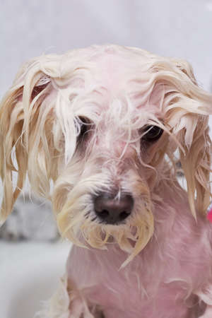Face of wet dog. Cute white maltese taking bath.