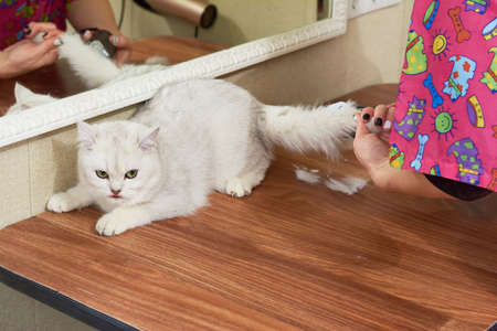 Cute cat getting haircut. British shorthair in pet salon.の写真素材