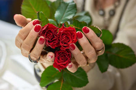 Red roses in female manicured hands. Senior woman hands with perfect red manicure holding red roses. Feminine skin love and delicacy.の写真素材