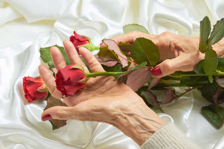 Red rose in senior woman hands. Old woman hands with red manicure holding beautiful red rose on white silk background.の写真素材