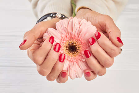 Gentle gerbera in female manicured hands. Old woman manicured hands holding peach color gerbera.の写真素材