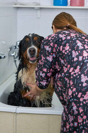 Big dog taking a bath. Cute bernese mountain dog.の写真素材