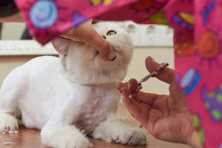 Cat grooming close up. Cute british shorthair getting haircut.の写真素材