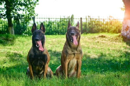 Two are looking straight forward. The dogs are lovely and cute.の写真素材