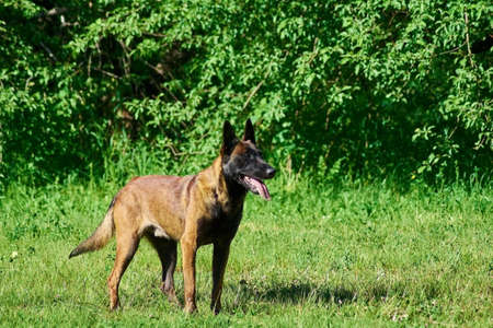 The belgium shepherd is staying on the meadow. The weather is hot.の写真素材