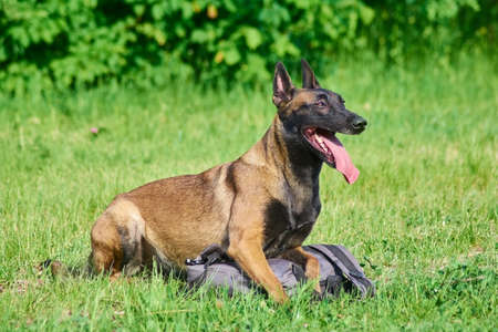 The guard dog is protecting the owners bag. The dog is lying on the bag.の写真素材