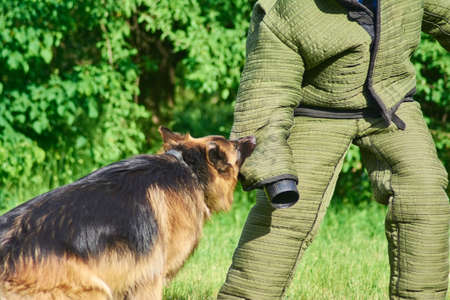The dog is biting. This dog is cute and dangerous at the same time.の写真素材