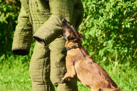 The dog is training its biting. The man is lucky to be protected.の写真素材