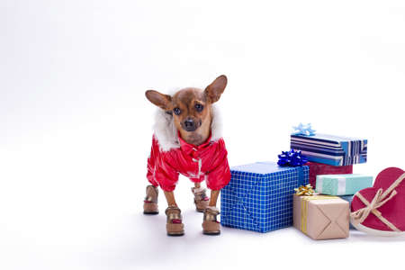 Cute tiny dog with present boxes. Miniature purebred dog wearing red winter costume and standing near Christmas gifts on white background, studio shot.の写真素材