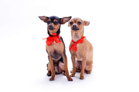 Adorable pedigree dogs with red bows. Russian chihuahua toy and toy-terrier with red ribbon isolated...