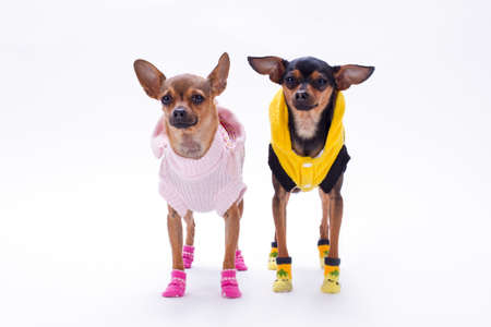 Russian toy-terrier and chihuahua. Cute couple of mini purebred dogs dressed in fashion apparel standing over white background, studio shot.の写真素材