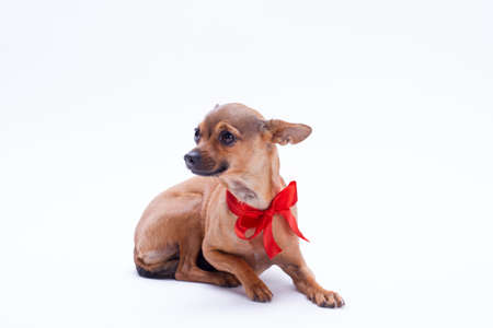 Portrait of russian chihuahua with red ribbon. Cute brown tiny toy chihuahua dog with red bow on neck isolated on white background, studio shot. Adorable gift for New Year.の写真素材