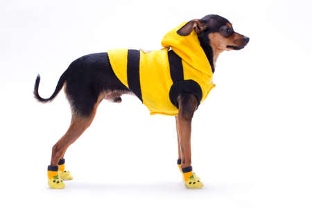 Toy-terrier in fashion clothes, profile view. Russian toy-terrier wearing yellow apparel isolated on white background, studio shot. Modern clothes for dogs.の写真素材