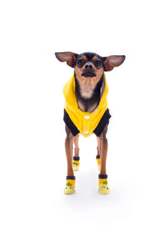 Cute russian toy-terrier, front view. Lovely sleek-haired toy-terrier in modern yellow clothes isolated on white background, studio shot. Stylish miniature dog.の写真素材