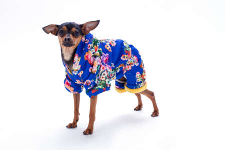 Female toy terrier in floral print costume. Beautiful little pedigree dog wearing blue patterned suit isolated on white background, studio shot.の写真素材