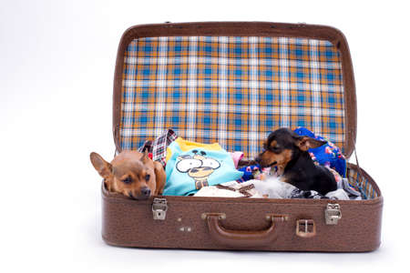 Russian toy-terrier and chihuahua in travel valise. Beautiful tiny pedigree dogs sitting in travel suitcase with clothes, isolated on white background.の写真素材