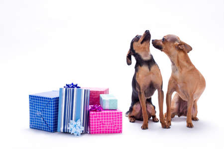 Chihuahua, toy-terrier anf Christmas gifts. Sleek-haired purebred dogs sitting with gift boxes on...