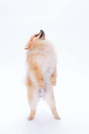 Pomeranian spitz standing on two paws. Miniature Pomeranian Spitz puppy on white background, studio shot. Lovely little dog.の写真素材