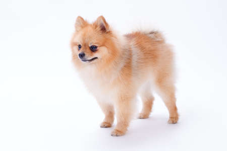 Pomeranian puppy isolated on white background. Cute little pomeranian red color dog isolated on white background. Portrait of fluffy orange puppy.の写真素材