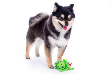 Black pomeranian spitz, white background. Pedigree black and white dog with green toy isolated on white background.の写真素材