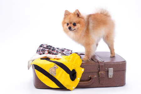 Pomeranian spitz standing on travel suitcase. Adorable orange pomeranian dog with travel bag and clothes isolated on white background. Ready for trip concept.の写真素材