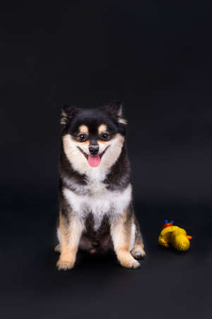 Portrait of pomeranian spitz, front view. Adorable black and white fluffy pedigree dog posing on dark background, studio shot.の写真素材
