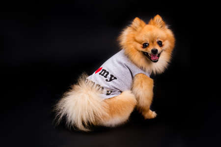 Happy pomeranian spitz in clothes. Studio shot of adorable little spitz on black background. Little funny spitz, studio portrait.の写真素材