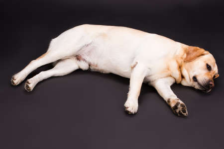 Relaxing yellow labrador, studio shot. Beautiful blonde labrador retriever lying on black background, studio shot. Lovely and cute purebred pet.の写真素材