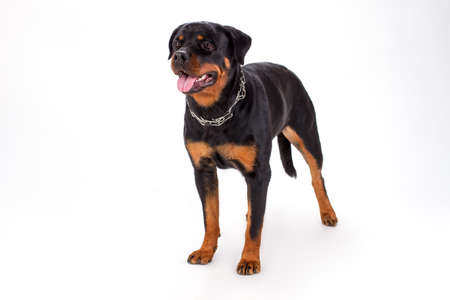 Rottweiler standing on white background. Strong domestic dog isolated on white background.の写真素材