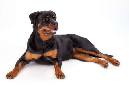 Cute rottweiler on white background. Studio shot of beautiful young rottweiler dog lying isolated on white background. Domestic pedigree canine.の写真素材
