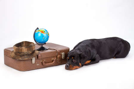 Lying rottweiler dog and travel suitcase. Young purebred rottweiler dog near brown travel valise with globe and hat, isolated on white background. Departure and tourism concept.の写真素材