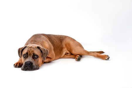 Funny italian mastiff cane corso. Adorable purebred brown dog lying isolated on white background, studio shot. Big and forceful pedigree dog.の写真素材