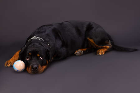 Lovely young rottweiler and little ball. Cute young rottweiler dog lying with small ball on dark background, studio shot.の写真素材