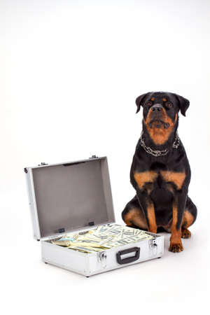 Rottweiler dog and diplomat with dollars. Portrait of young cute rottweiler on sitting near metal...