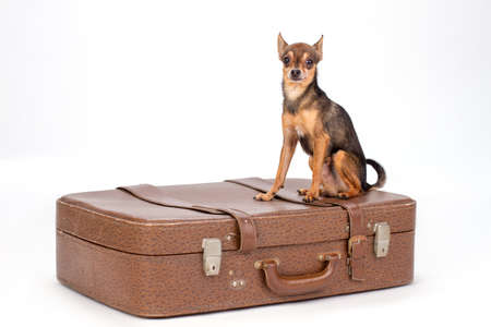 Toy-terrier on large brown suitcase. Cute little russian toy-terrier sitting on brown suitcase for travelling isolated on white background, studio shot.の写真素材