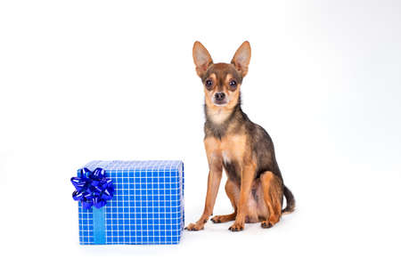 Cute toy-terrier with gift box. Adorable terrier dog sitting wit blue gift box isolated on white background, studio shot. Christmas and celebrations concept.の写真素材