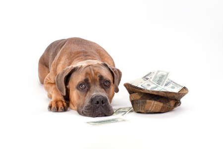 Cane corso with hat of money. Beautiful italian mastiff cane corso lying with hat full of paper money isolated on white background, studio shot. Charity and finance support concept.の写真素材