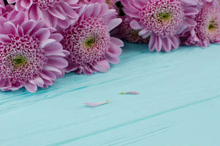 Close up chrysanthemums on wooden background. Background with fresh pink flowers on blue wooden table, space for text.の写真素材