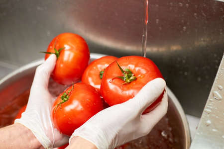 Chef hands holding wet tomatoes above sink. Four tomatoes in hands, close up.の写真素材