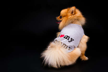 Spitz in clothes, back view. Studio shot of lovely young pomeranian dog in fashion apparel. Puppy spitz on black background.の写真素材
