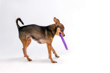 Lovely toy-terrier with purple hoola hoop. Cute tiny dog hlding in teeth round plastic circle isolated on white background, studio shot. Playful terrier dog.の写真素材