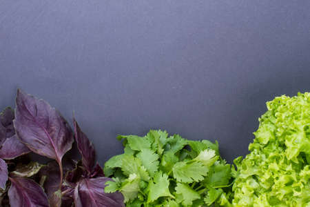 Mix salad leaves on dark background. Basil, parsley and lettuce on dark background with copy space...