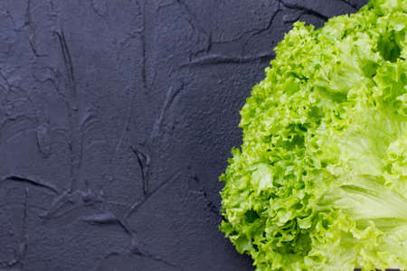 Green organic lettuce and copy space. Curly lettuce on black textured slate, text space. Why to eat lettuce.の写真素材