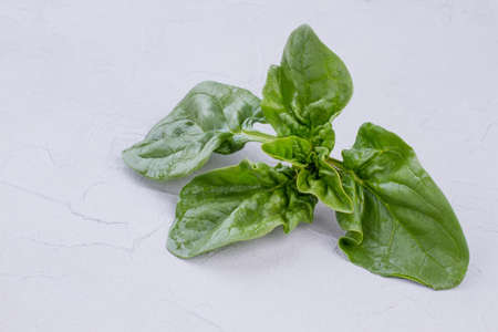 Close up studio shot of fresh green basil. Aromatic herbs for dishes and beverages. Traditional mediterranean spice.の写真素材