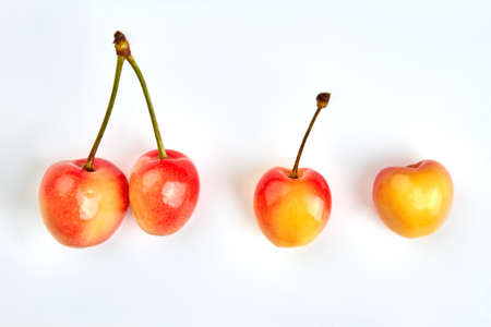 Ripe cherries isolated on white. Studio shot of four cherries with stalks. Summer fruits refreshment.の写真素材
