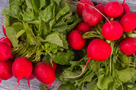 Fresh wet washed radishes close up. Grey wooden background.