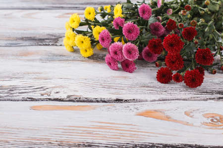 Dahlias flowers of different color. White wooden table background.の写真素材