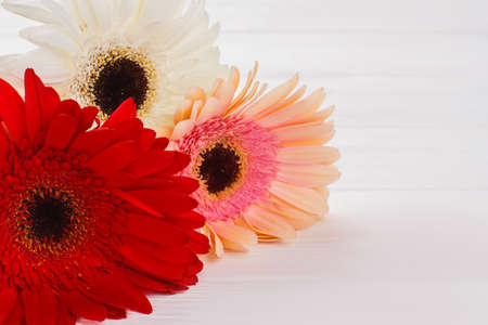 Gerber daisy flowers, close up. White wooden table background.の写真素材