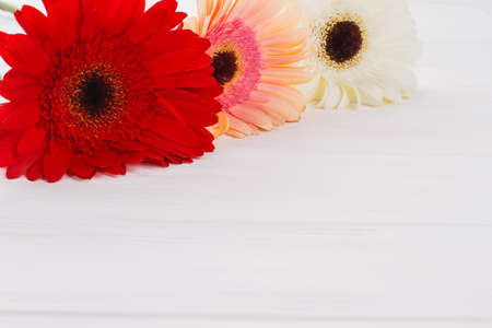 Beautiful colorful blooming gerber daisy flowers. White wooden table background.の写真素材