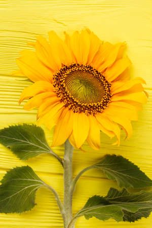Close up of sunflower and yellow wooden table. Beautiful unripe fresh spring sunflower.の写真素材